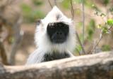 Yala National Park